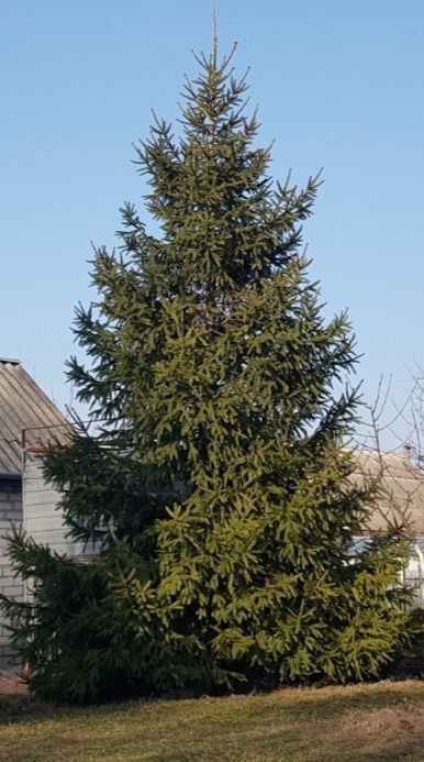 Ялинка жива висока