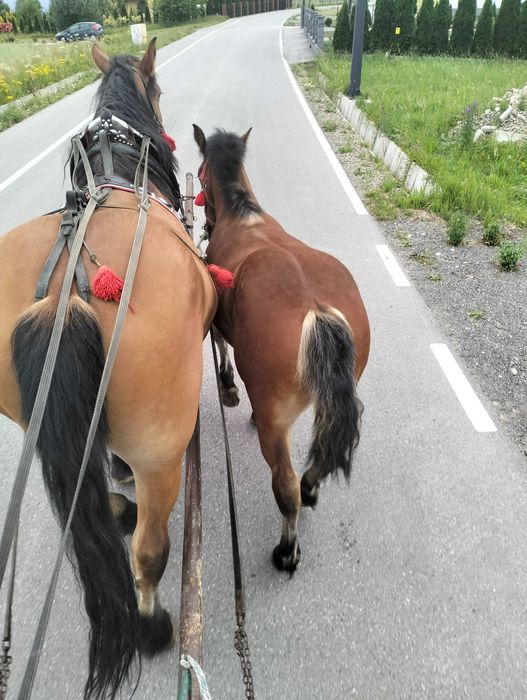 Sprzedam klacz Zimnokrwistą