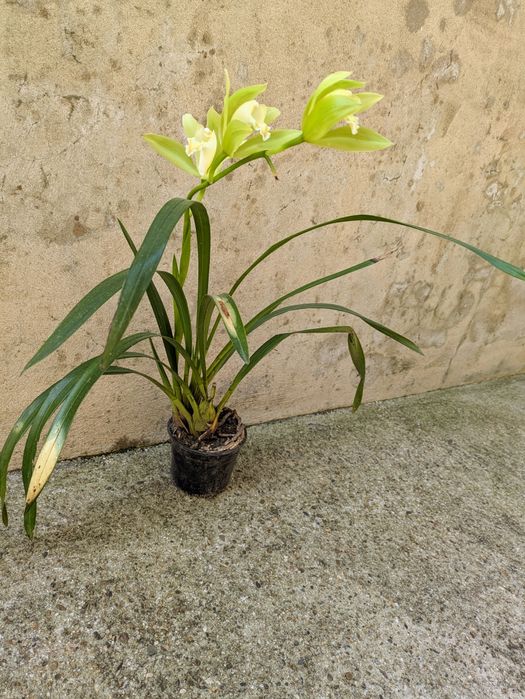 Orquídea de exterior