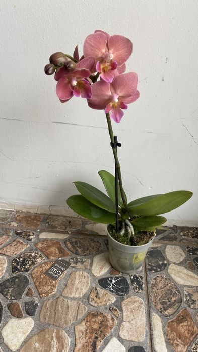 Орхідея біг ліп міні-7 горщик-350 грн