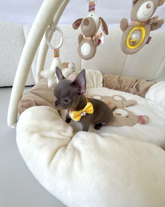 Chihuahua piękna liliowa suczka zarezerwowana