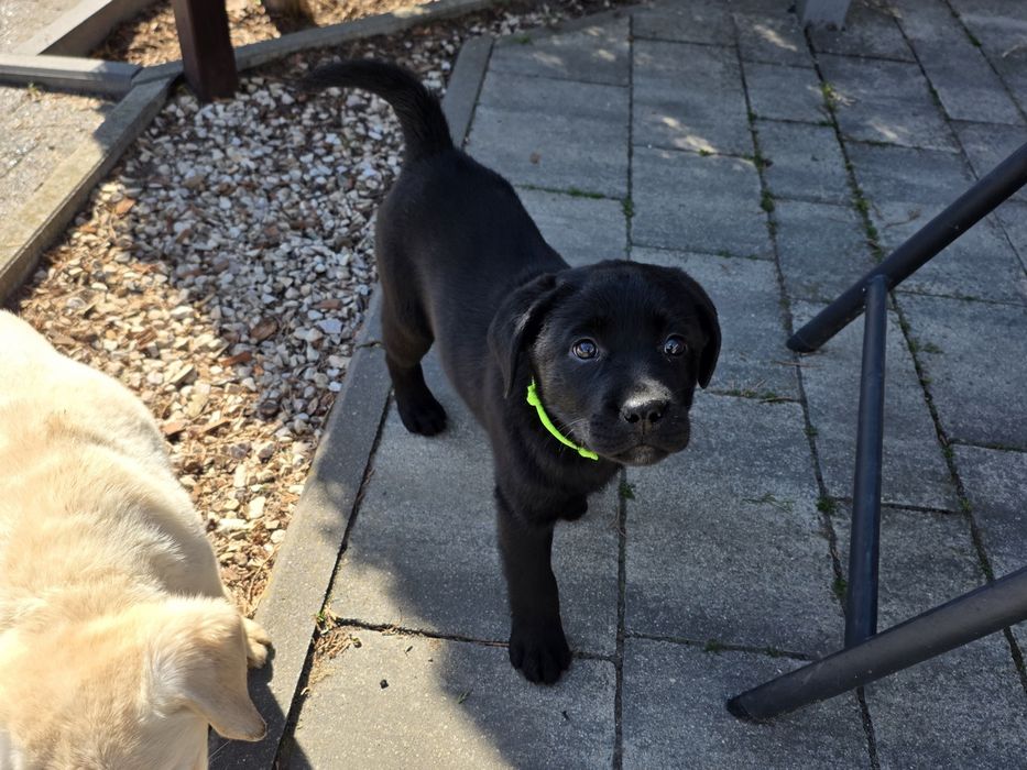 Labrador retriever FCI ZKWP suczka czarna