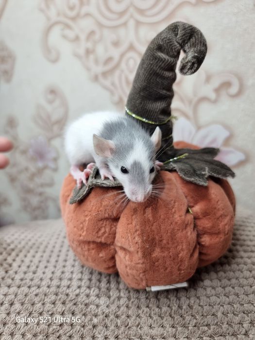 Крыса дамбо ушки голубые крысята доставка