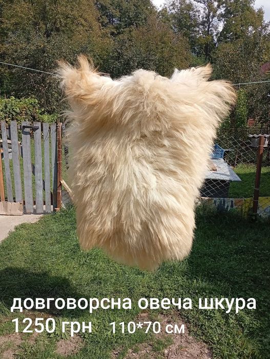 Сувенір в хату чи на стіну з  барана та ін