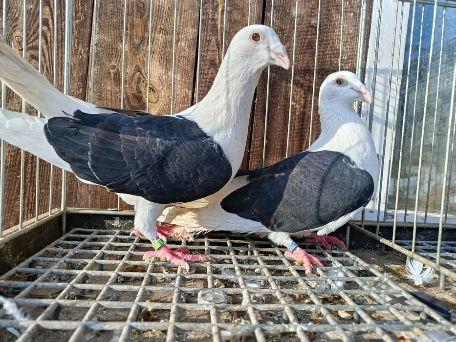 Śląskie tarczowe Śląski tarczowy