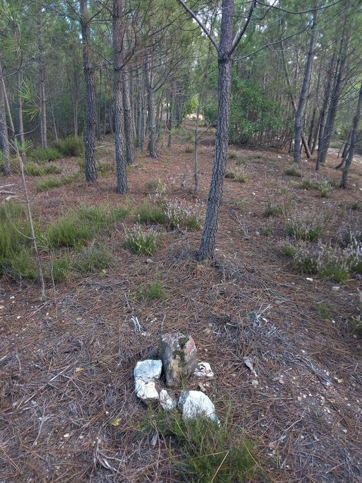Terreno rustico zona de pinhal 3.8ha