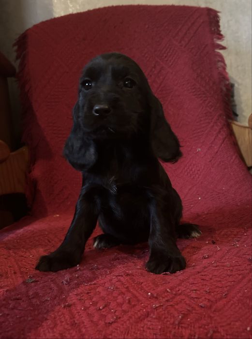 Suczka Cocker Spaniel