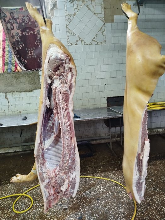 Продам свині м'ясного напрямку, тушкою.