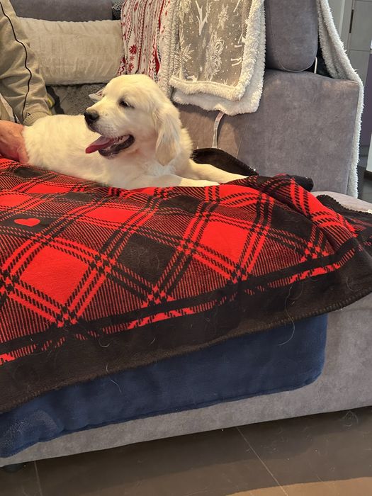 Golden retrever piesek z rodowodem FCI FCI