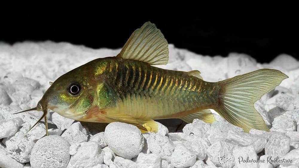 MISIEKZOO Kiryski - Kirysek Spiżowy