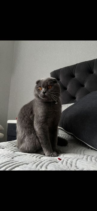 Шотландський вислоухий