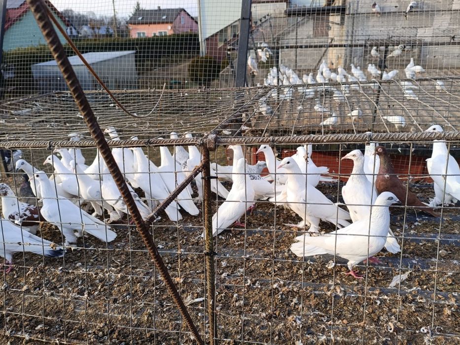 Mały lot bociany jasne perłowe