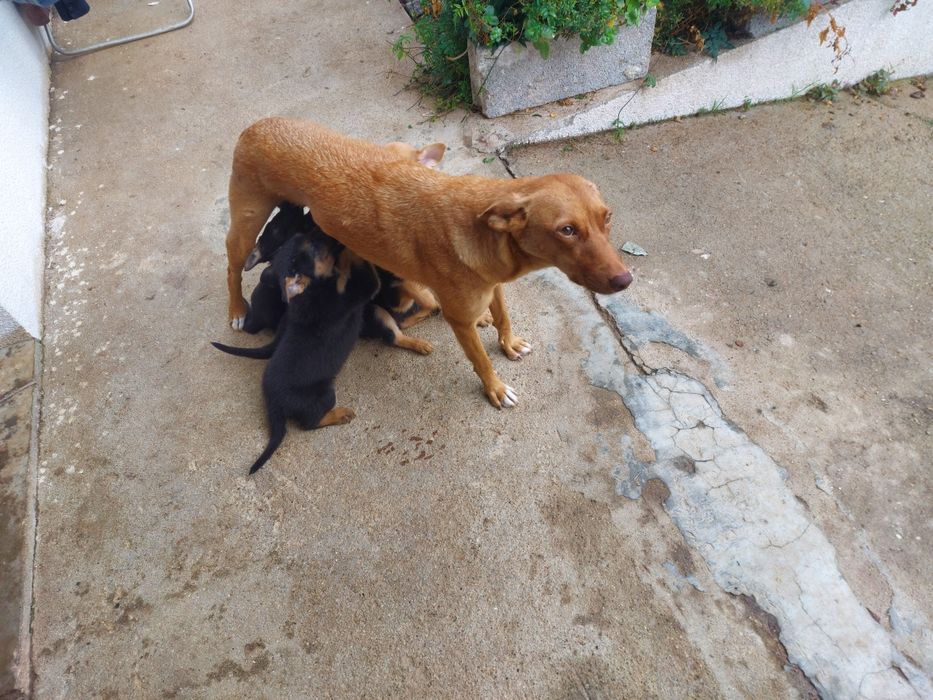 Cães para adopção