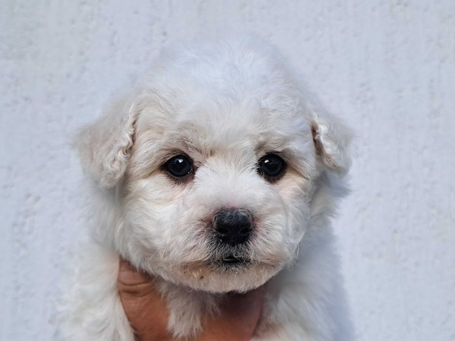 Bichon Frise Chłopiec