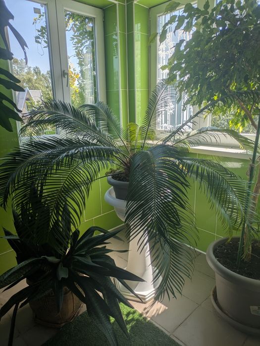 Продам великій Цикас