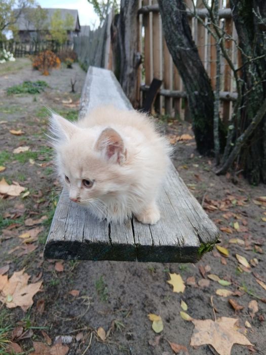 Кошенята в добрі руки
