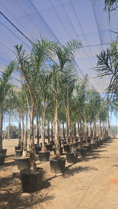 Coqueiros 300CM-350CM-400CM