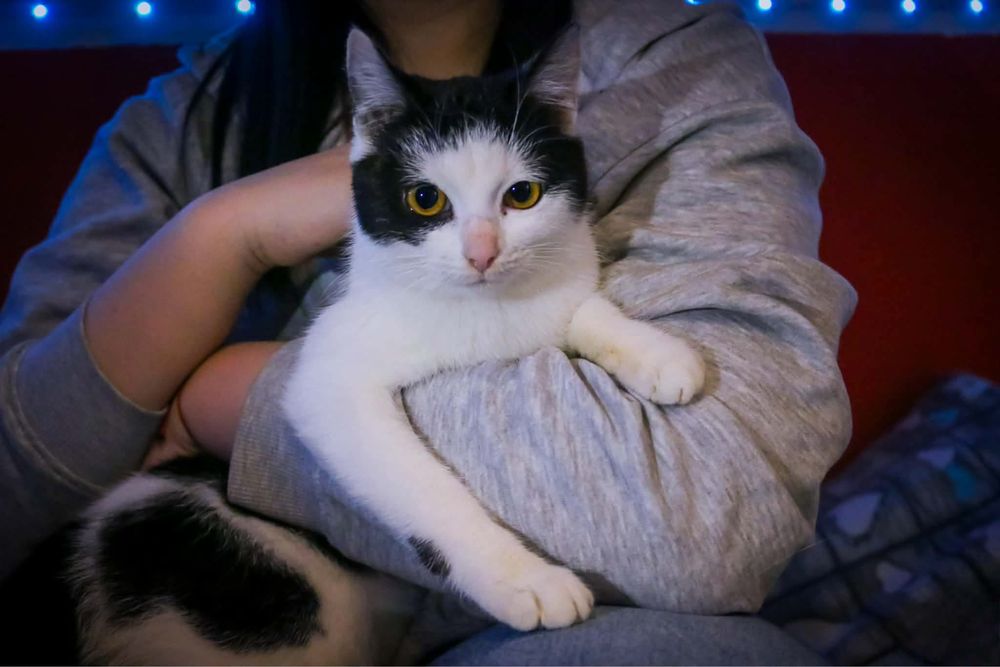 Eska, mała kotka z FELV+ szuka domu