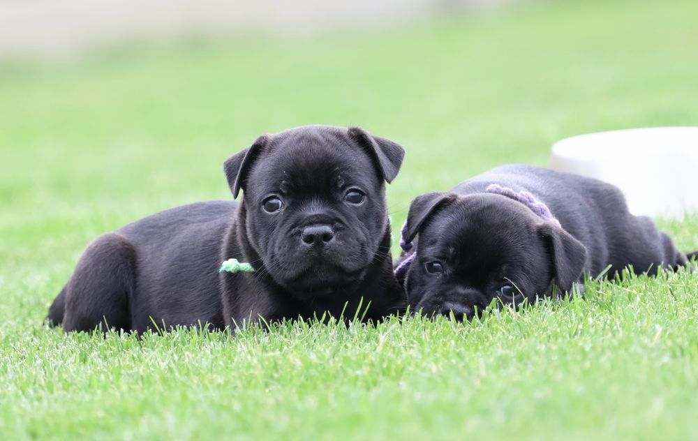 Staffordshire Bull Terrier, Staffik, stafford