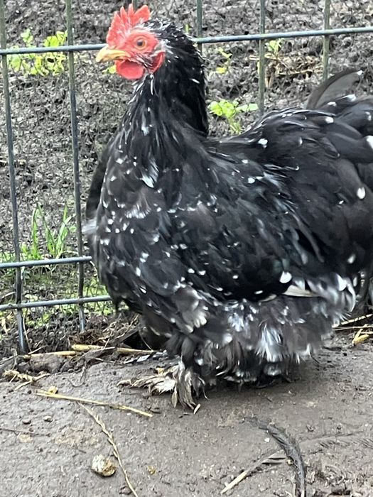 Kury ozdobne kochin miniaturowy