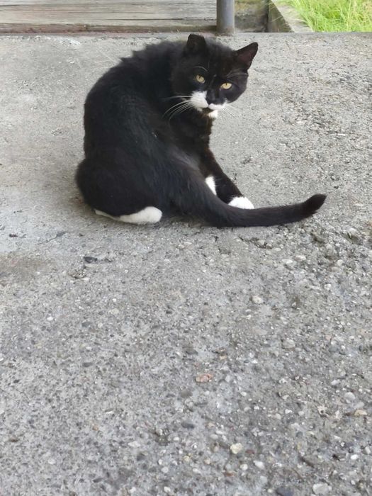 kto mnie przygarnie choć na chwilę?