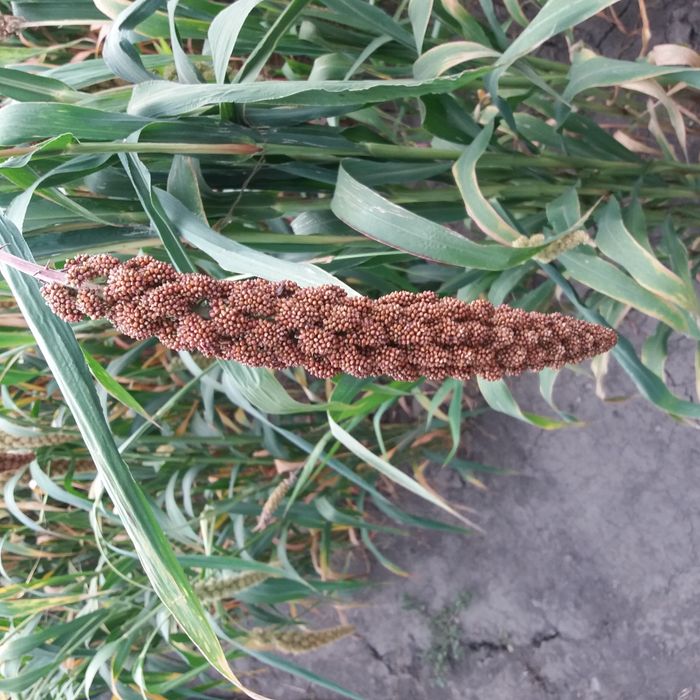 Просо чумыза в колосках