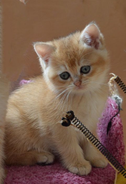 Дівчинка Золота шиншила!!