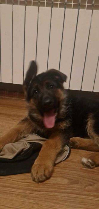 Owczarek Niemiecki szczenięta