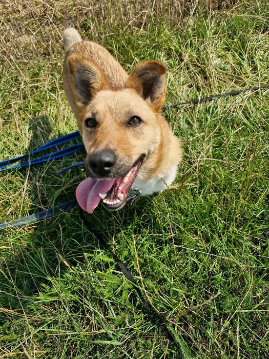 Młodziutka  Mała  Stella do adopcji