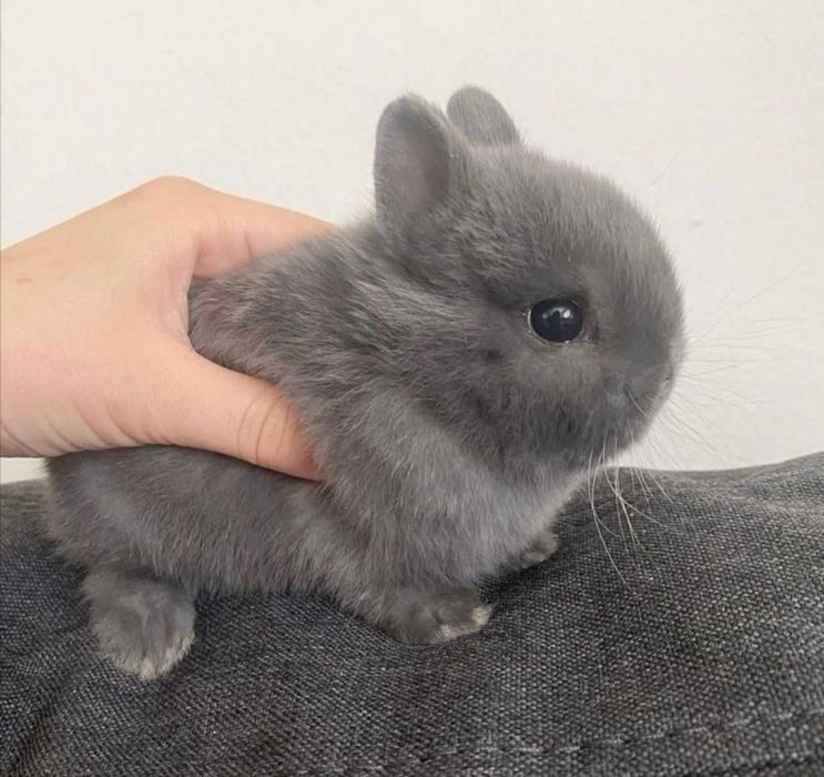 Criador coelhos anões minis