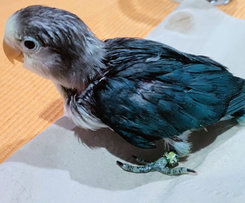 Aves criadas à mão