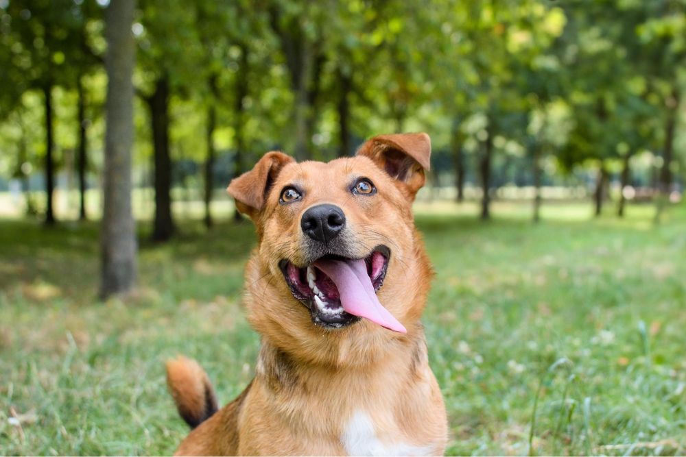 Apik- rudy młody wesoły piesek do adopcji