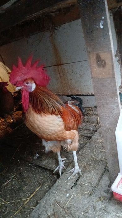 Ovos galados  para incubação