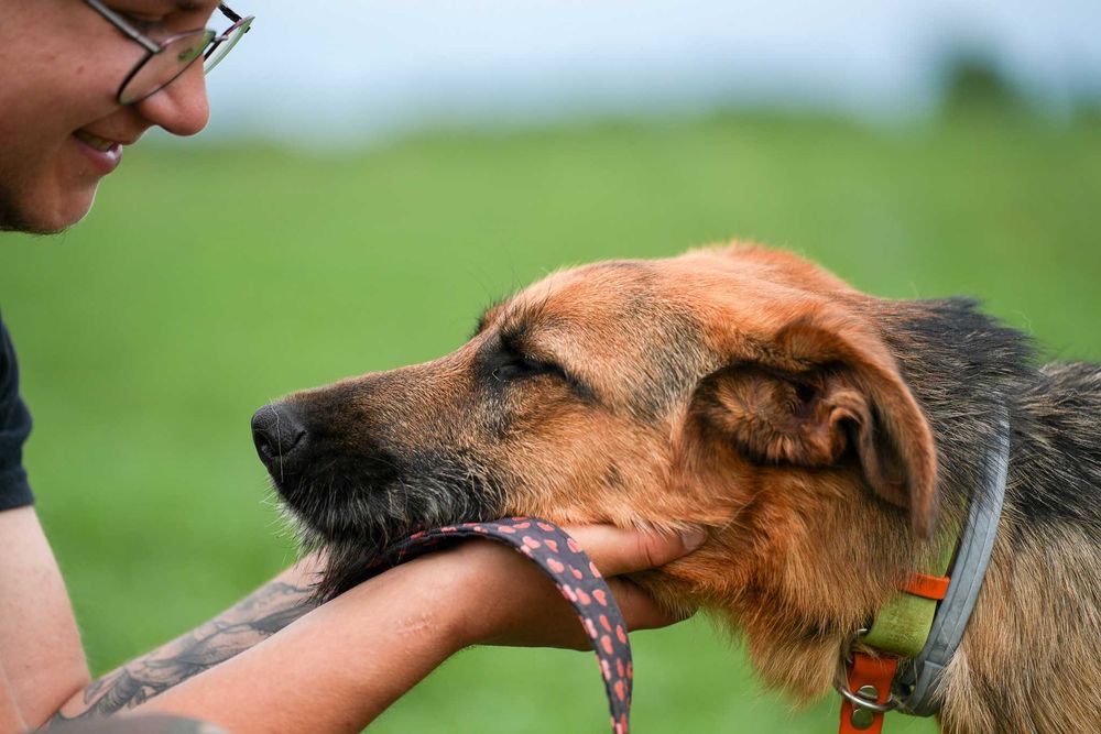 Twix - pies o oryginalnej urodzie i cudownym charakterze