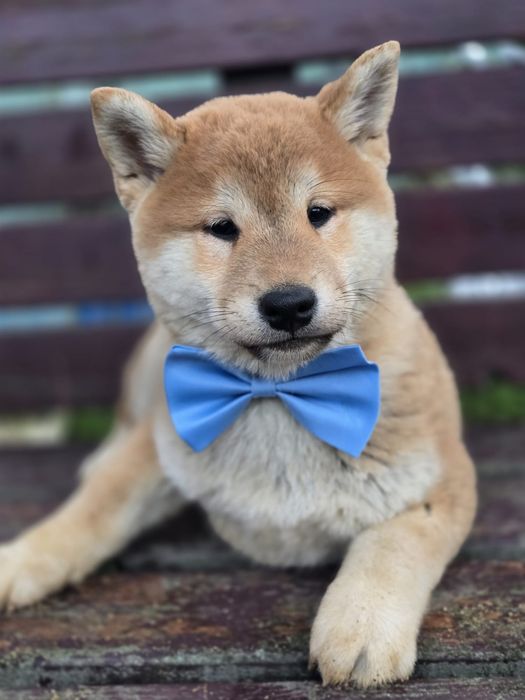 SHIBA INU piesek metryka chip do odbioru gotowy szczeniaki