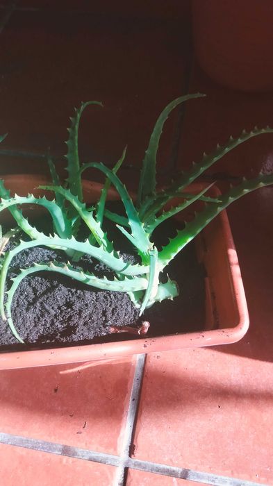 Plantas de aloe (mudas)