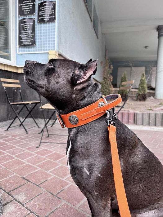 Нашийник на собак