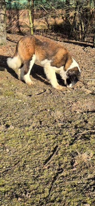 Piesek około 3 lata