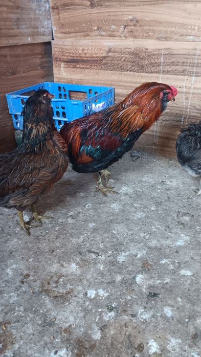 Casal galinhas Araucanas - Ovos Azuis