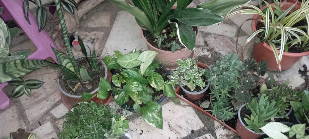 PLANTAS DE INTERIOR E  JARDIM