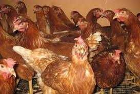 KURKI kury NIOSKI młode zdrowe szczepione PROMOCJA !!