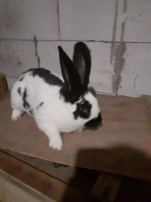 Продаю самці різної породи