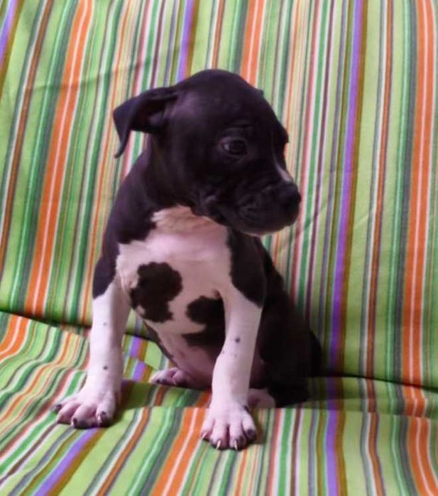 american pitbull fêmea