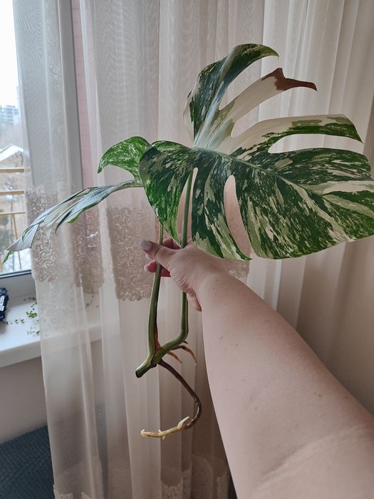 Відрізок монстери Альби