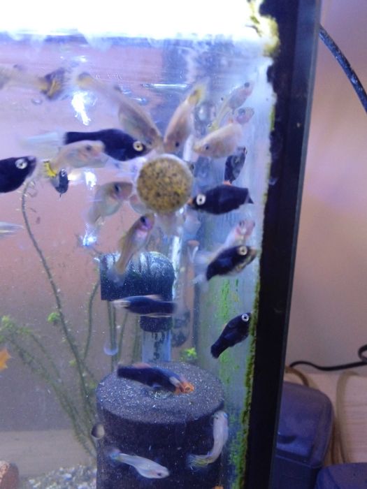 Mieczyki czarne (rzadkość) i czerwone-3zł szt