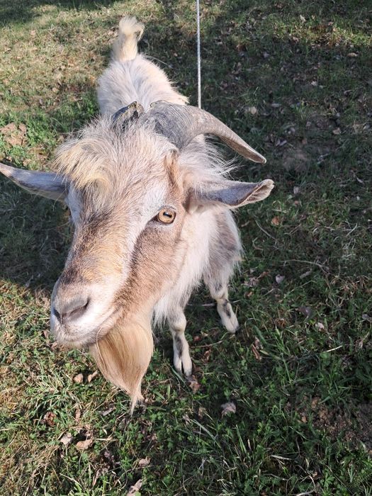 ТЕРМІНОВО Продаю козлика ціна договірна