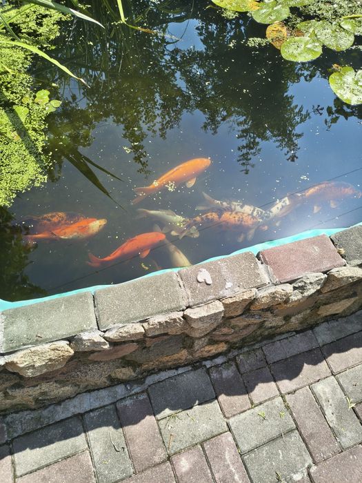 Karp koi kolorowe