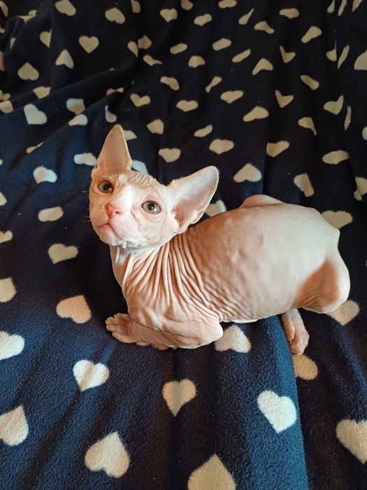 Канадский Сфинкс