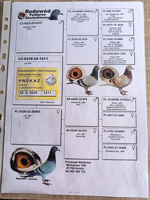 Golebie pocztowe w linii