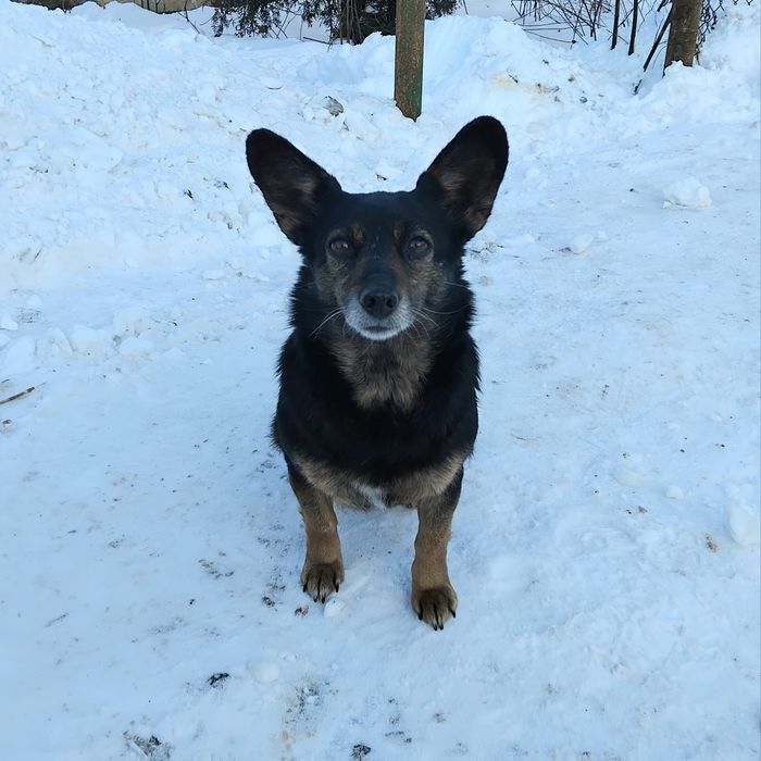 Їм дуже потрібен дім!